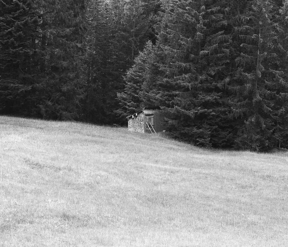 Shed in the forest in the swiss alps