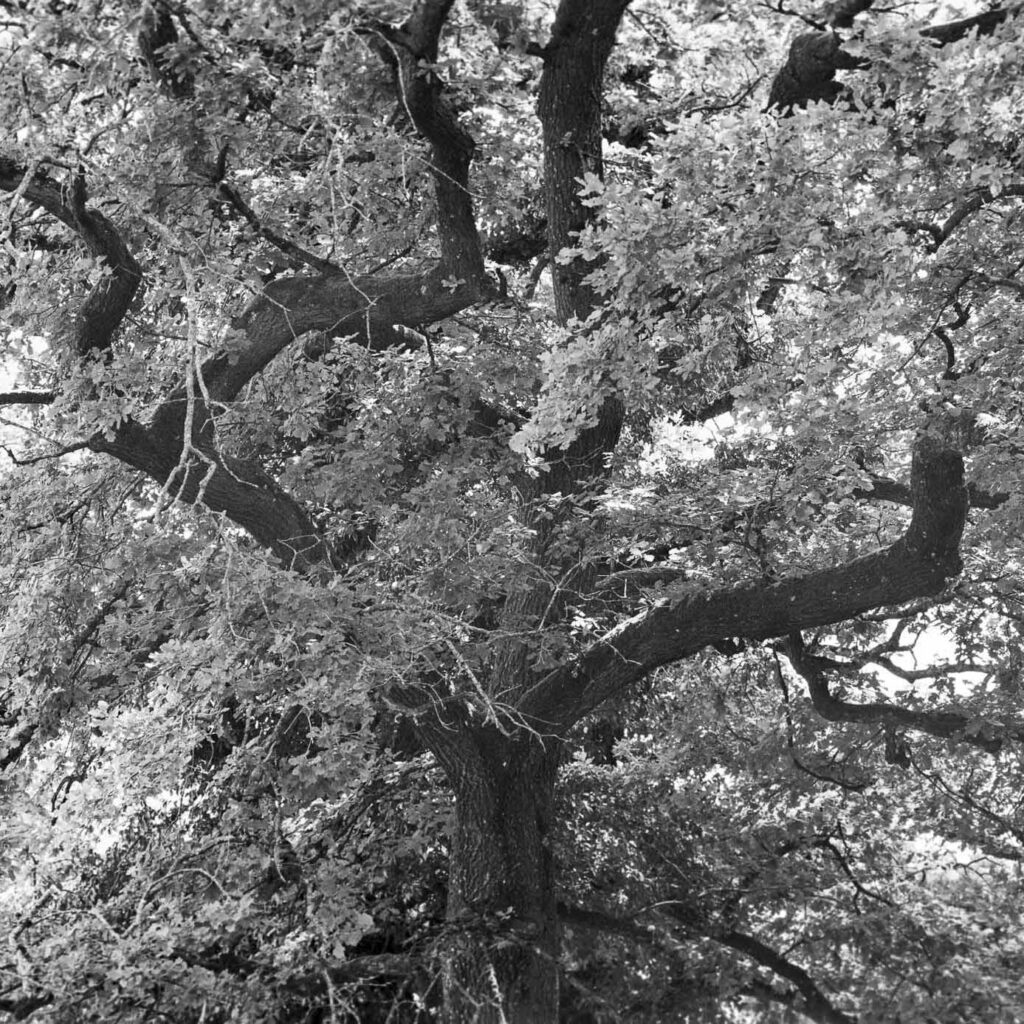 Landscape image of a treetop