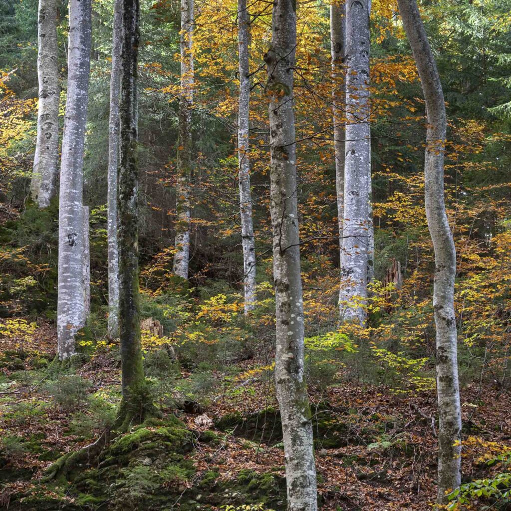 Landscape image of a Collorful Fall Forest